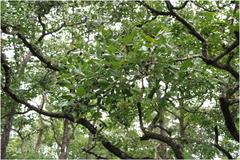 Lagerstroemia parviflora